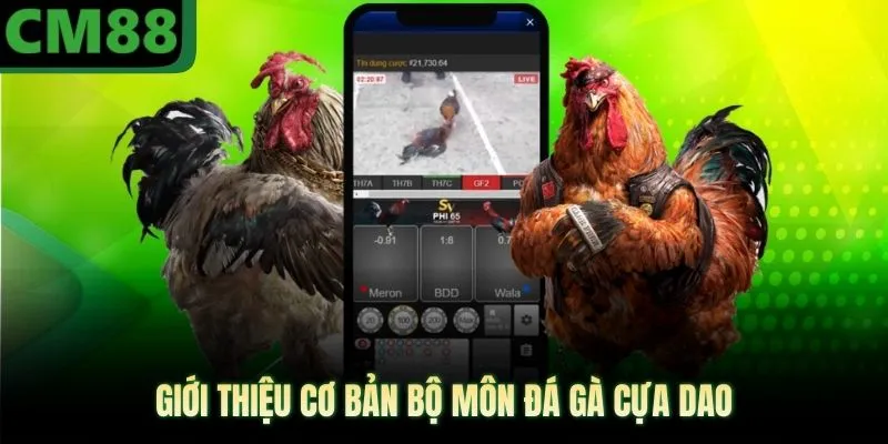 Giới thiệu cơ bản bộ môn đá gà cựa dao